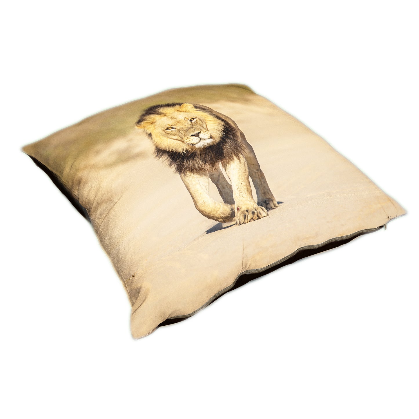 Male Lion Luxury Scatter By Fanie Heymans