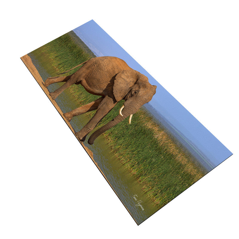 Addo Elephant Loxodonta Large Desk Pad By Fanie Heymans