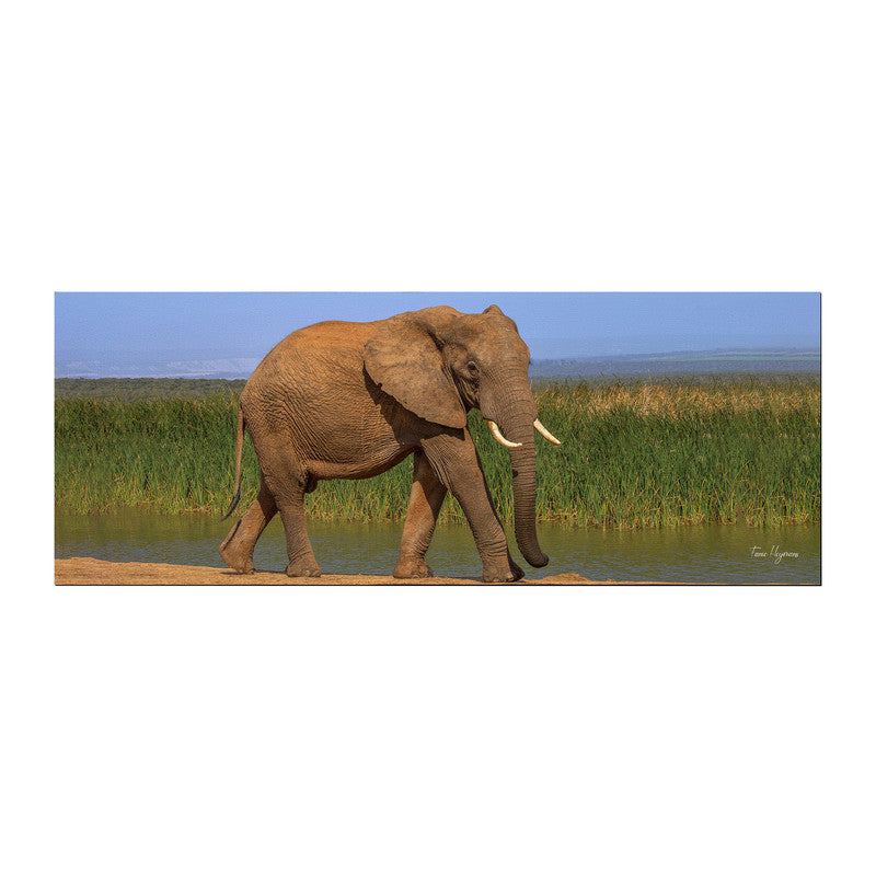 Addo Elephant Loxodonta Large Desk Pad By Fanie Heymans