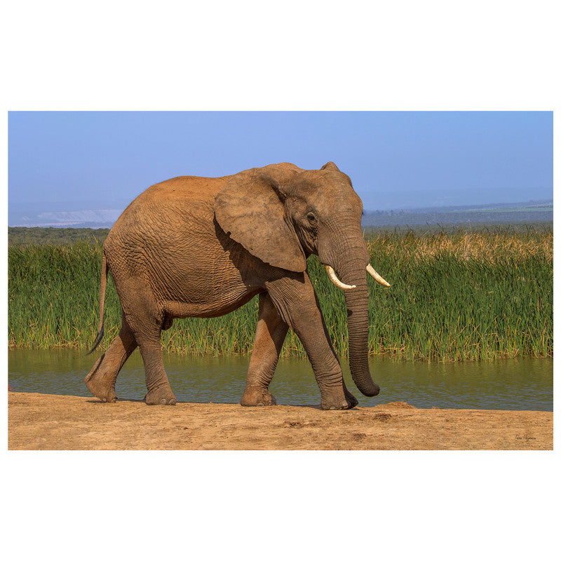 Addo Elephant Loxodonta By Fanie Heymans Rectangle Tablecloth