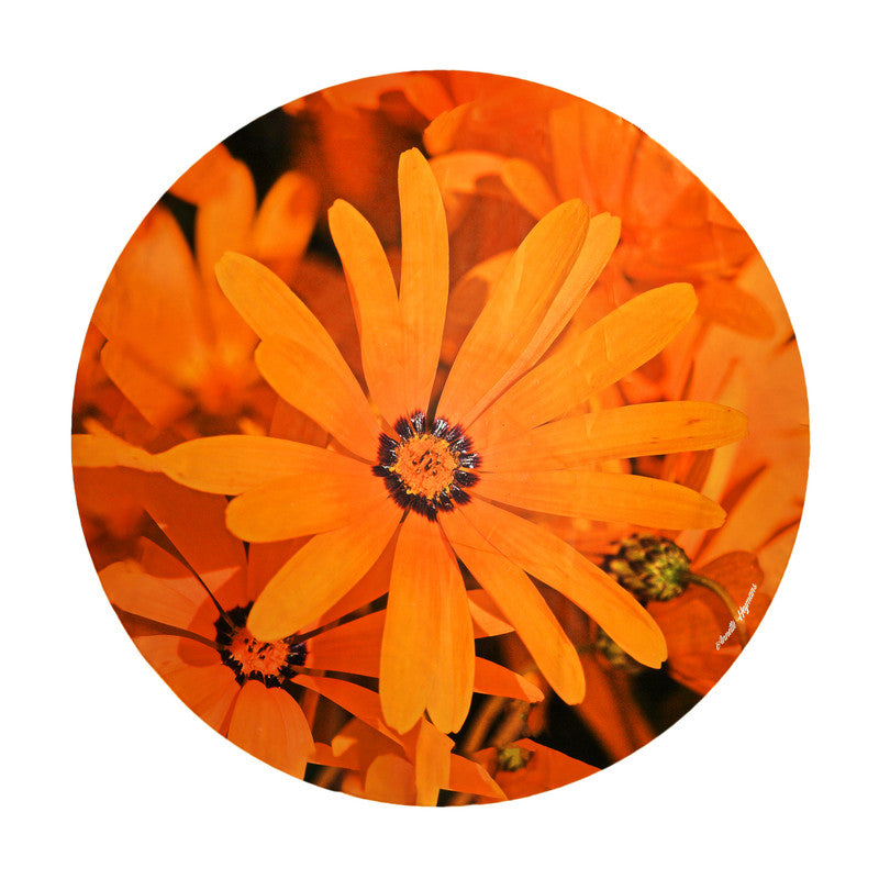African Daisies Round Tablecloth by Annette Heymans