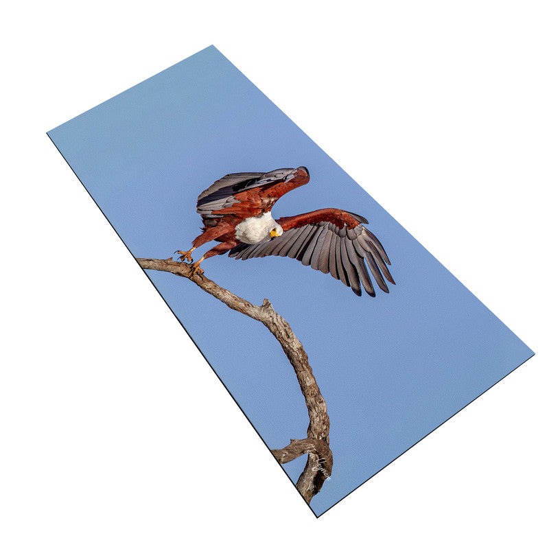 African Fish Eagle Landing Desk Pad by Fanie Heymans