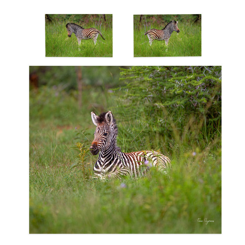 Baby Zebra Duvet Cover Set by Fanie Heymans