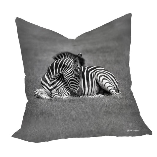 Baby Zebra Resting Luxury Scatter by Annette Heymans