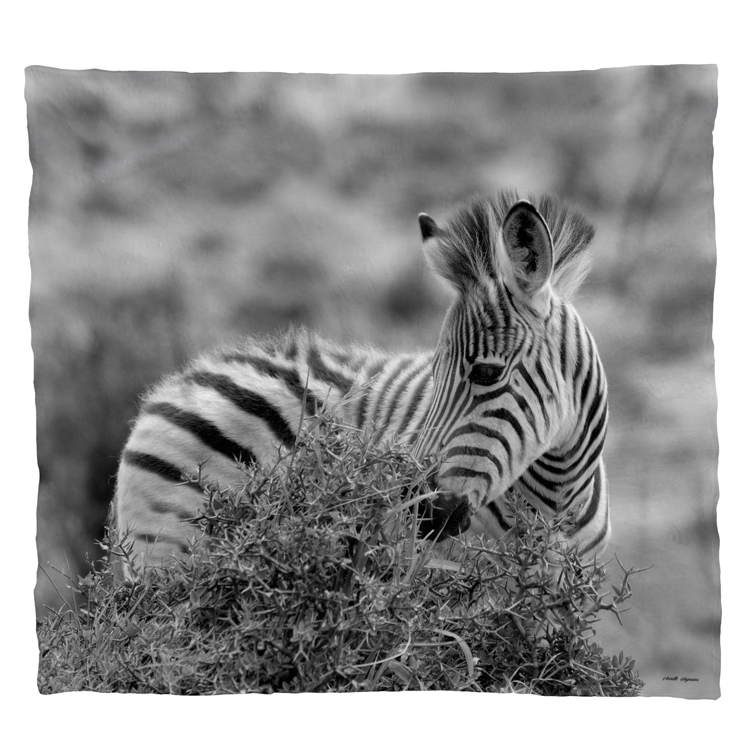 Baby Zebra Grazing Light Weight Fleece Blanket by Annette Heymans