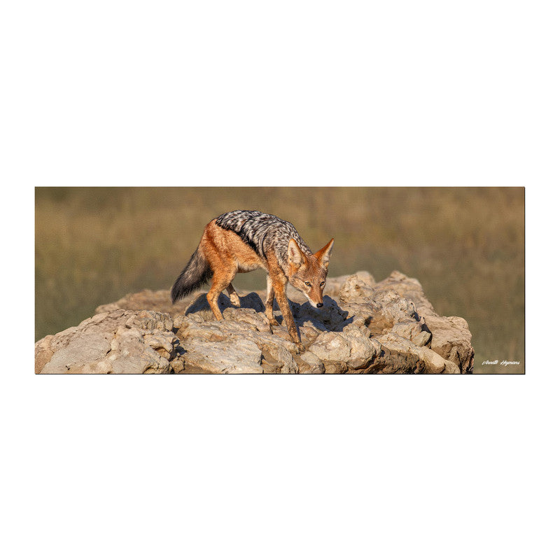 Black Back Jackal Desk Pad by Annette Heymans