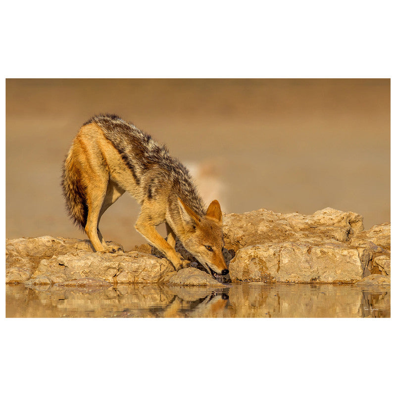 Black Backed Jackal by Fanie Heymans Rectangle Tablecloth