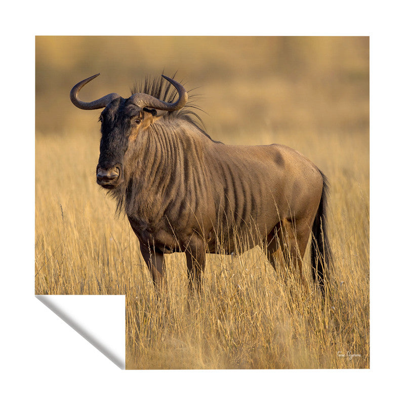 Blue Wildebeest Golden Hour Square Tablecloth By Fanie Heymans