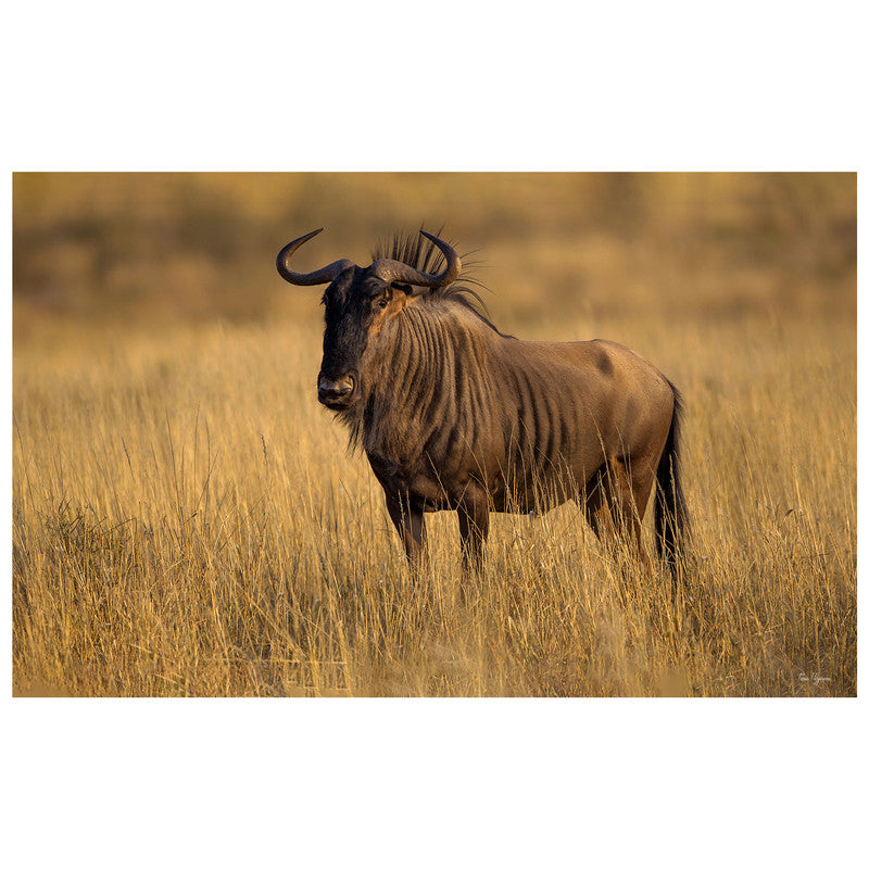 Blue Wildebeest Golden Hour By Fanie Heymans Rectangle Tablecloth