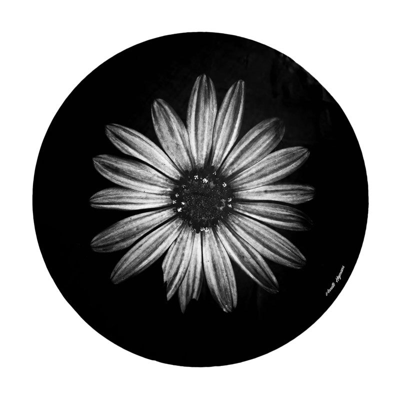 Cape Rain Daisy BW Round Tablecloth by Annette Heymans