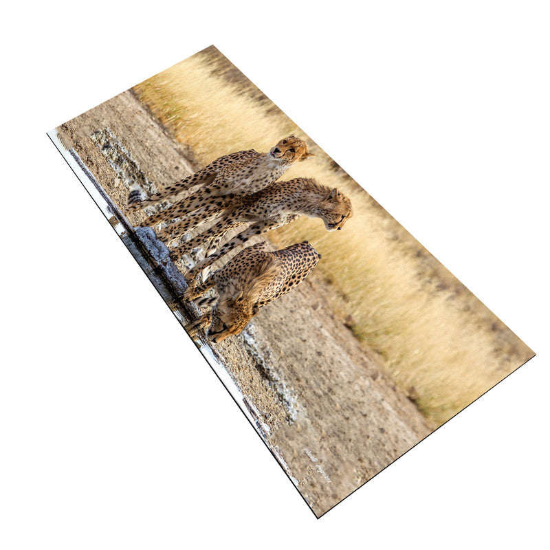 Cheetah Triplets Large Desk Pad By Annette Heymans