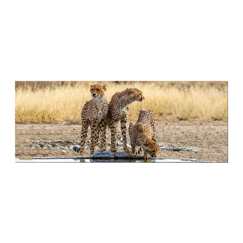 Cheetah Triplets Large Desk Pad By Annette Heymans