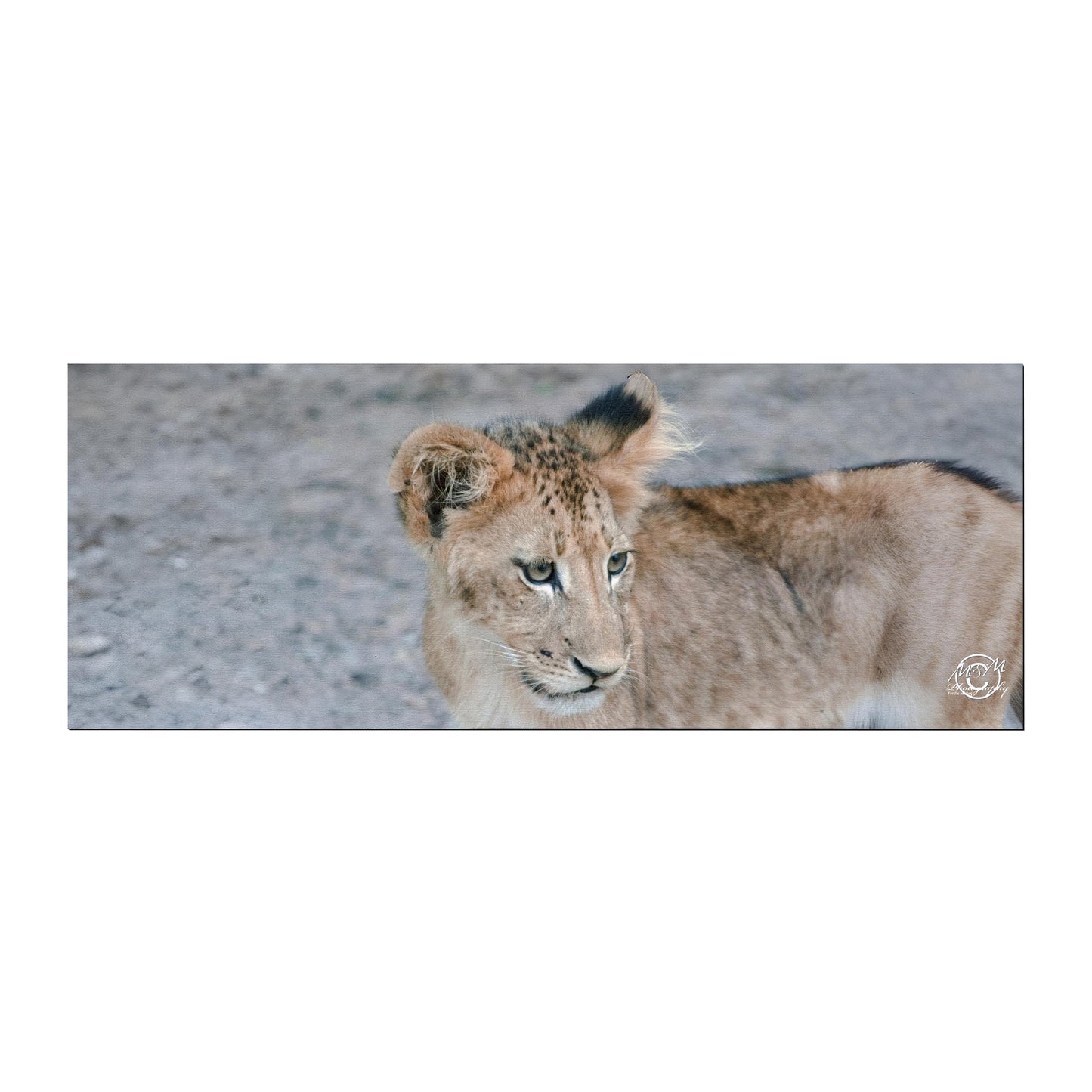 Curious Cub Desk Pad by Ferdie Muller