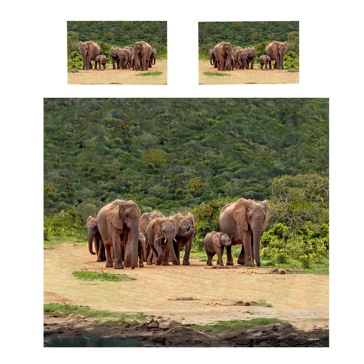Elephant Family Duvet Cover Set by Annette Heymans