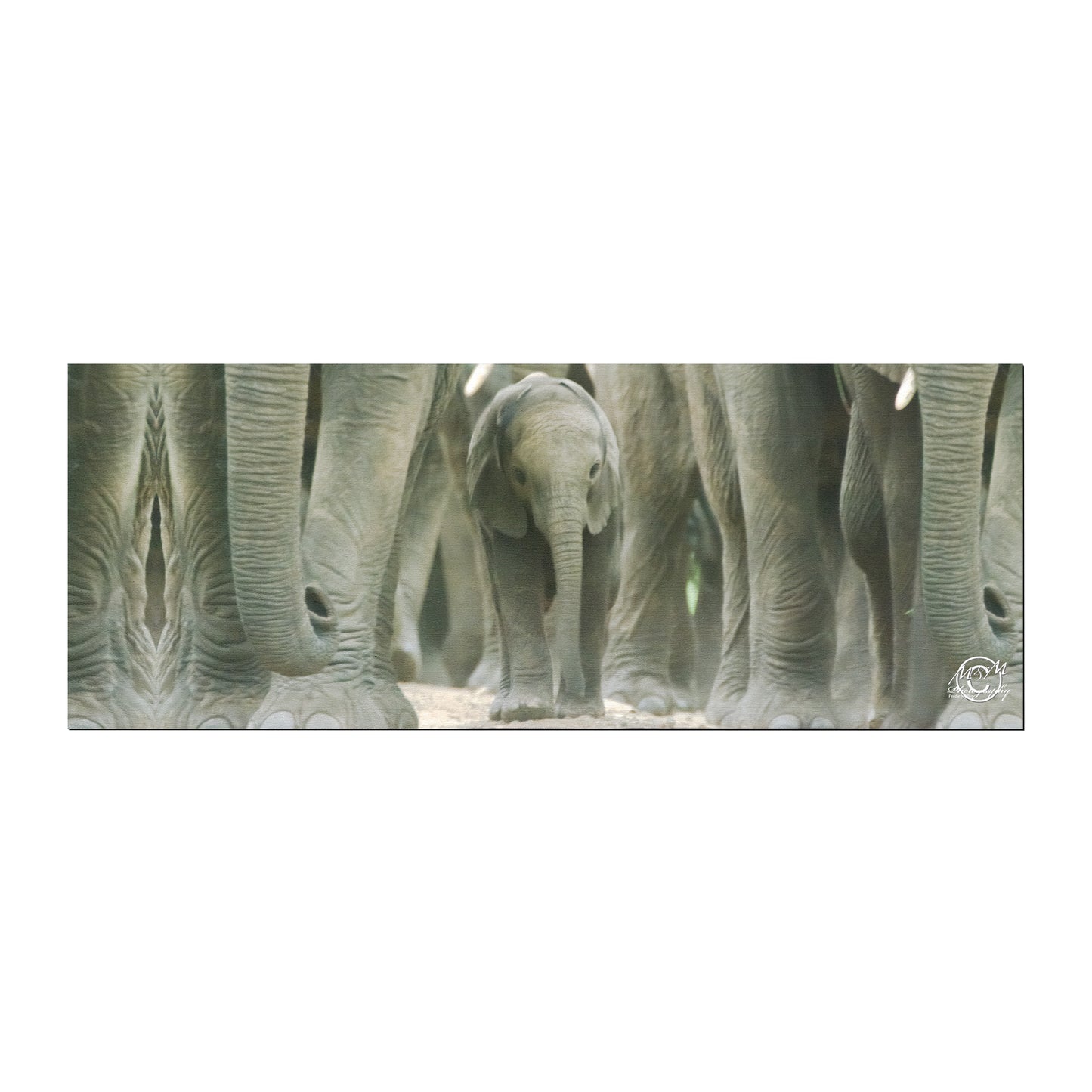 Elephant Protective Pack Desk Pad by Ferdie Muller