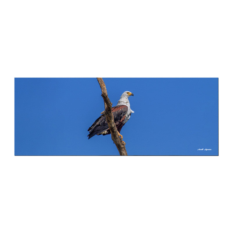 Fish Eagle Desk Pad by Annette Heymans