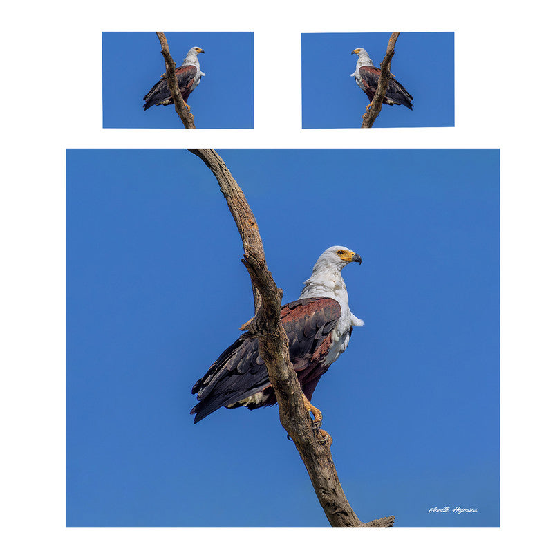 Fish Eagle Duvet Cover Set by Annette Heymans