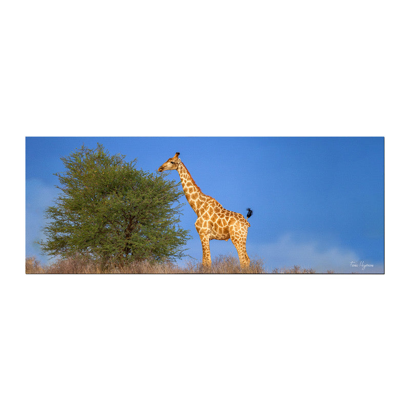 Giraffe on Horizon Desk Pad by Fanie Heymans