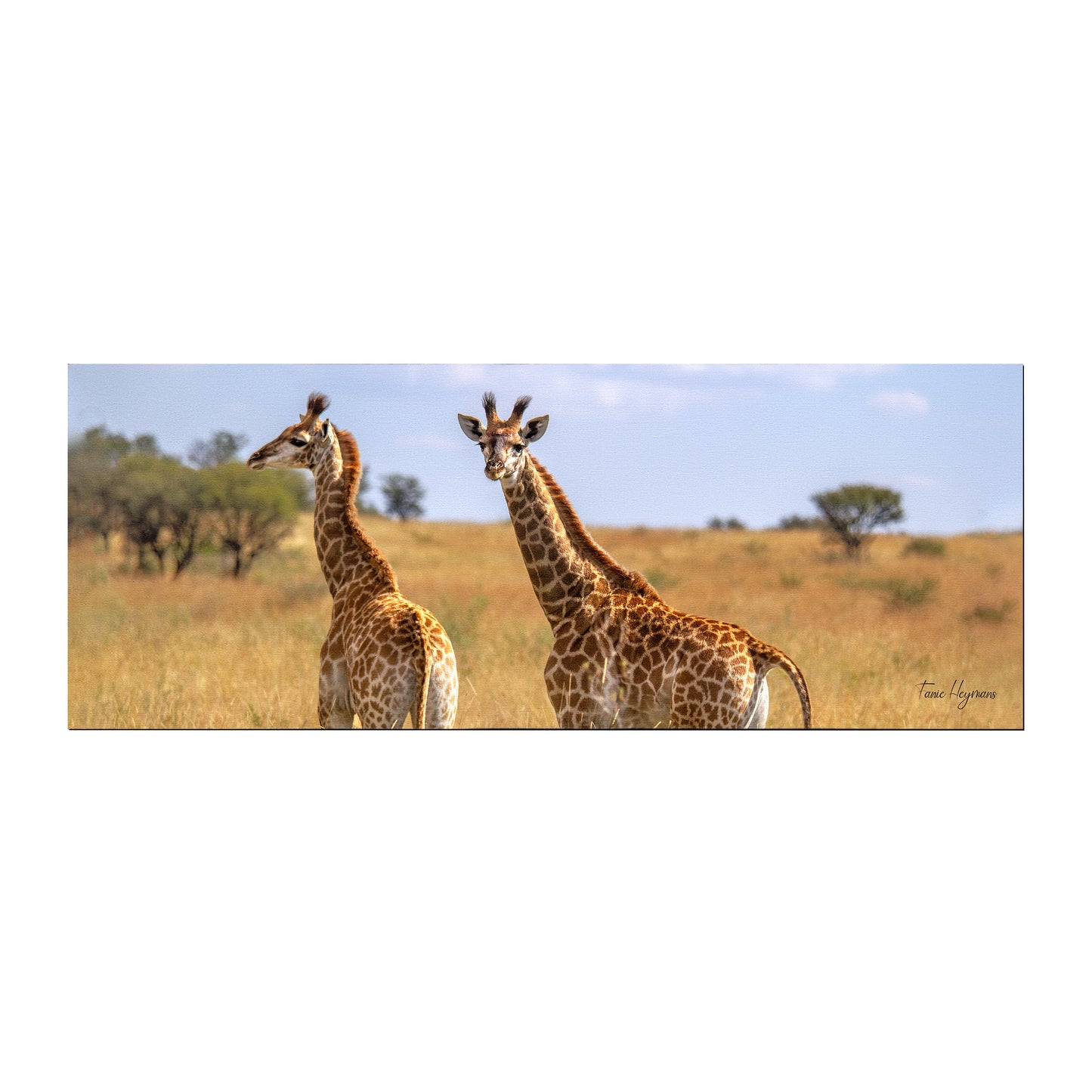 Giraffe Double Large Desk Pad by Fanie Heymans