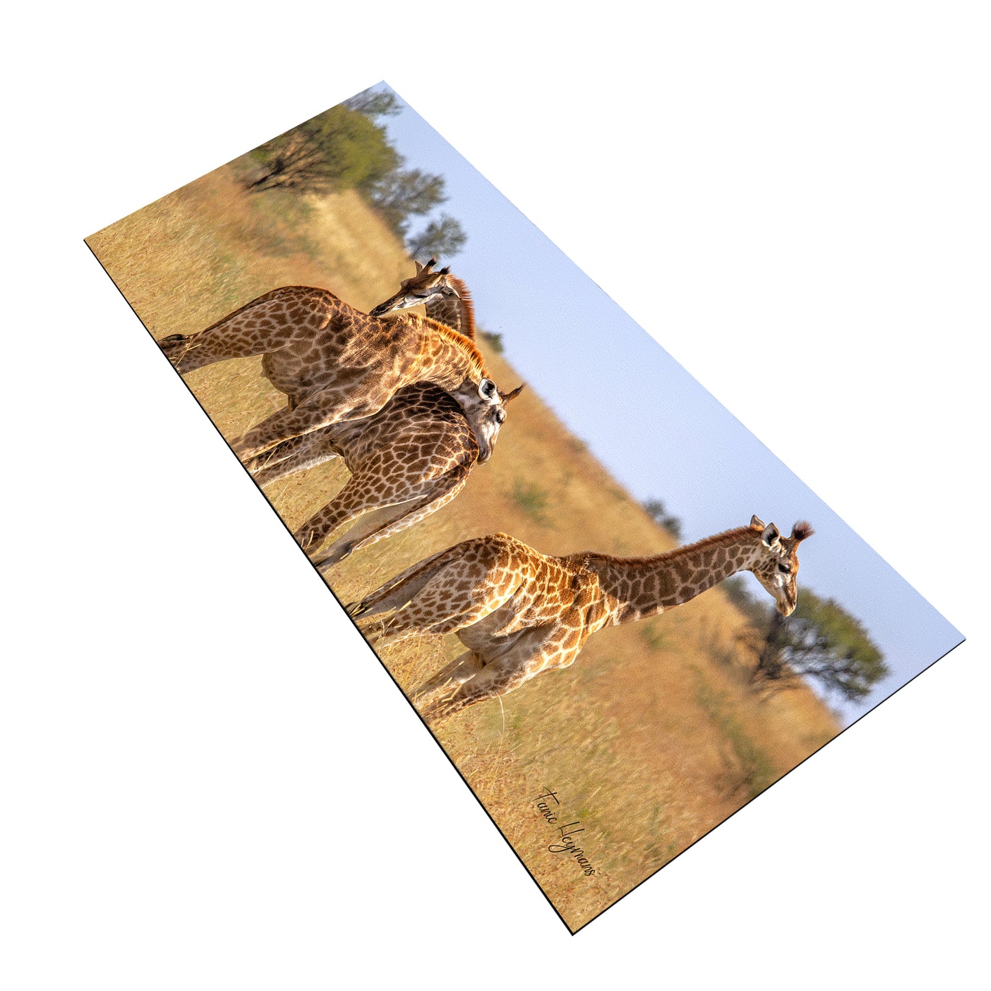 Giraffe Family Desk Pad by Fanie Heymans