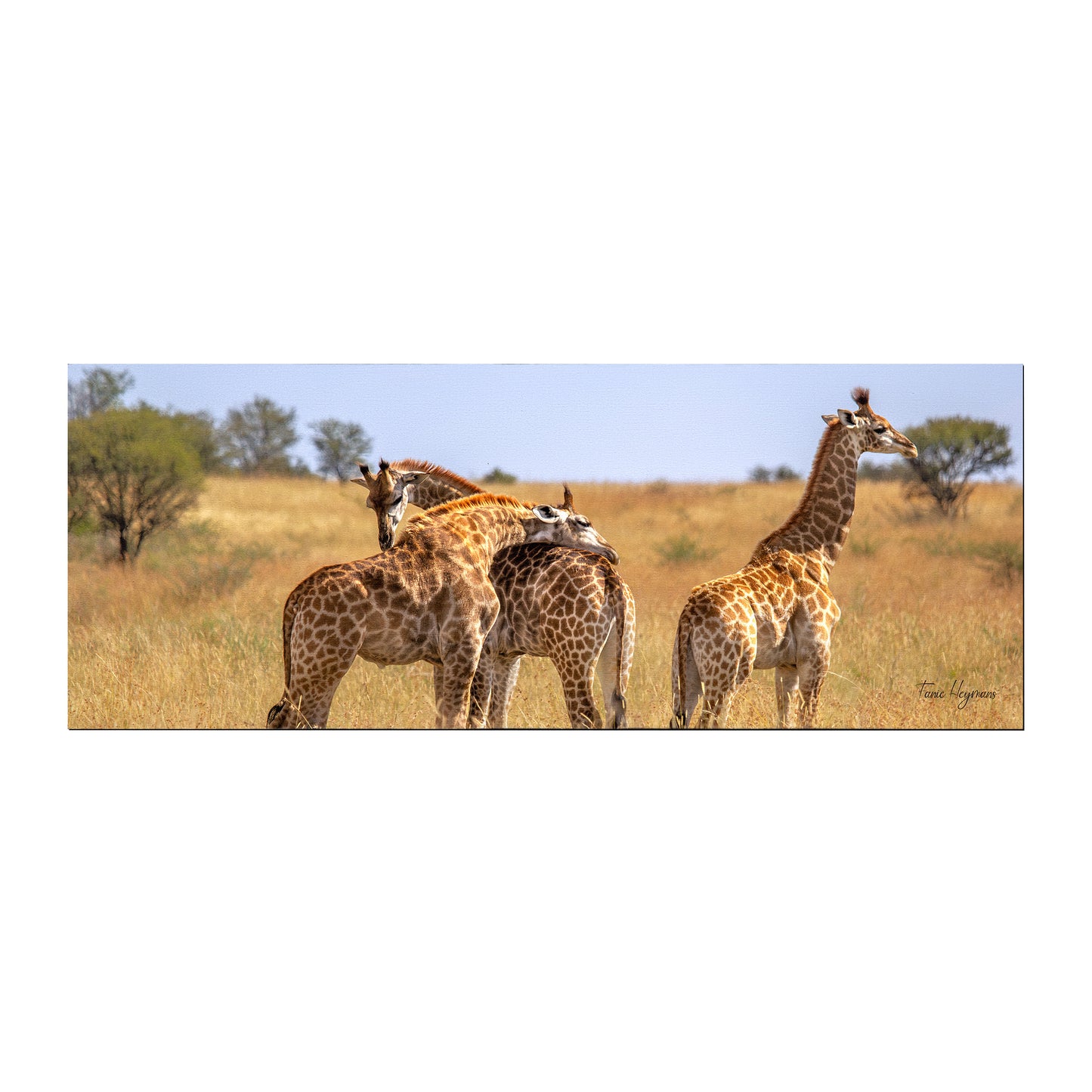 Giraffe Family Large Desk Pad by Fanie Heymans