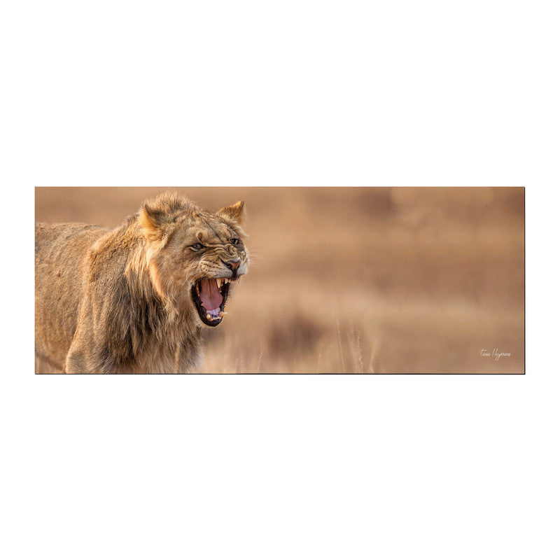 Growling Lion Panthera Leo Large Desk Pad By Fanie Heymans