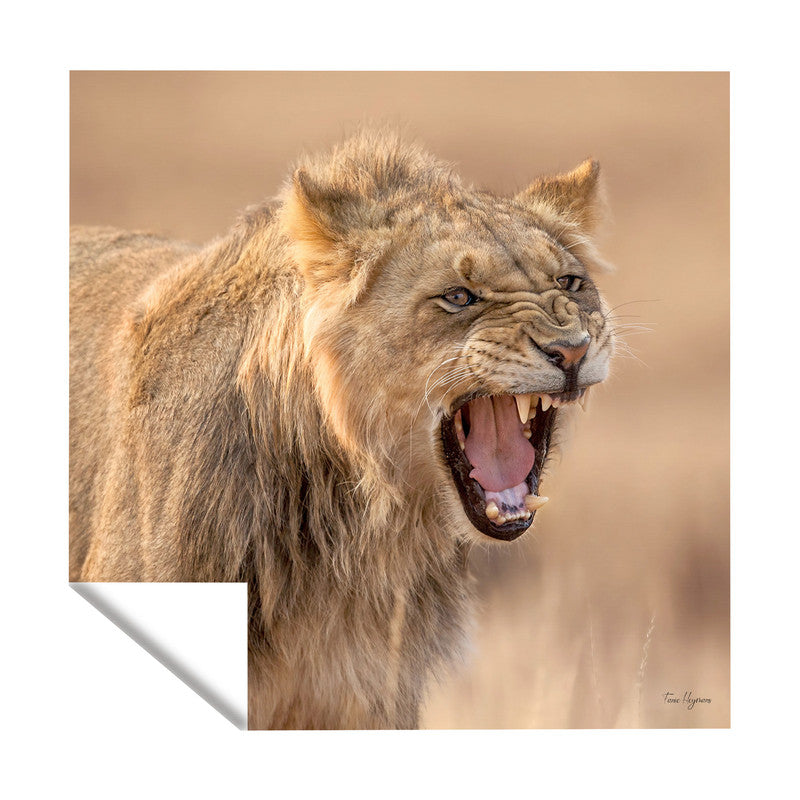 Growling Lion Square Tablecloth By Fanie Heymans