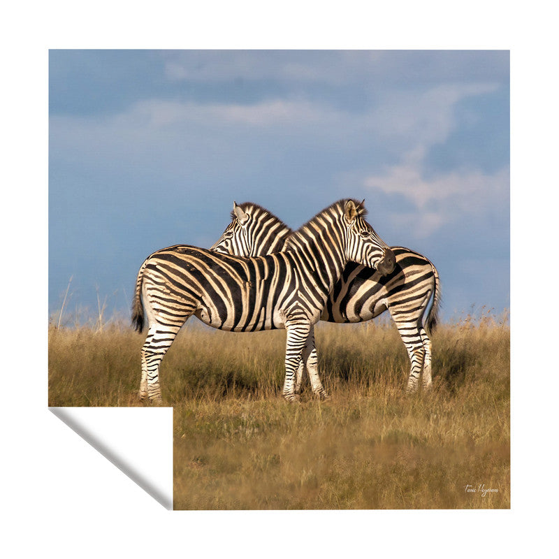 Hugging Zebras Square Tablecloth By Fanie Heymans