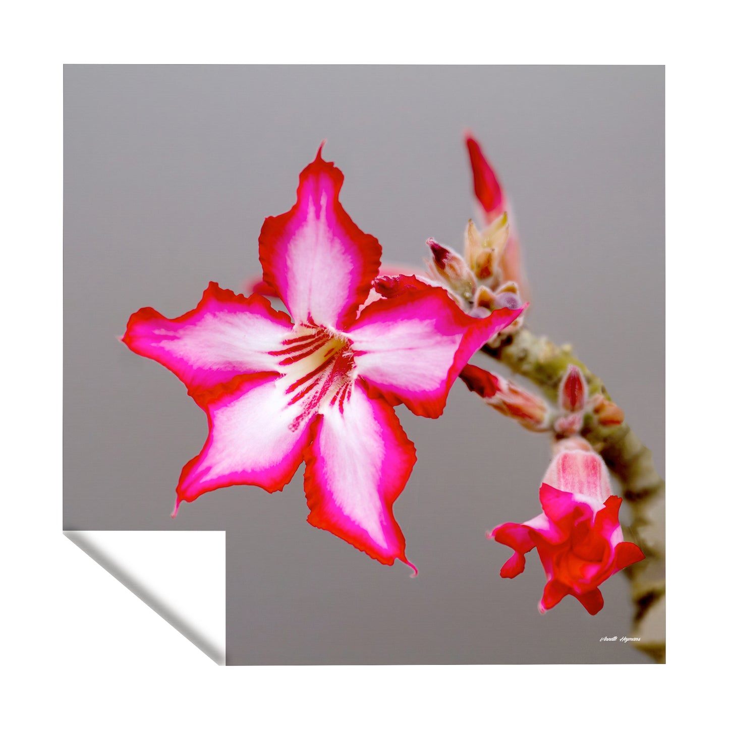 Impala Lilly Square Tablecloth by Annette Heymans