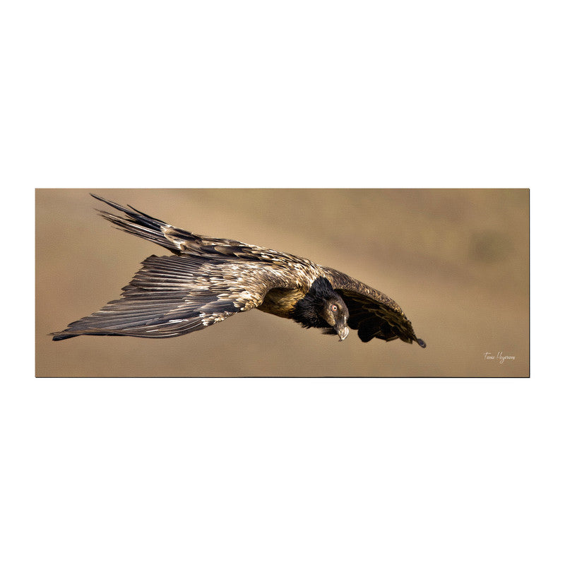 Juvenile Bearded Vulture Large Desk Pad By Fanie Heymans