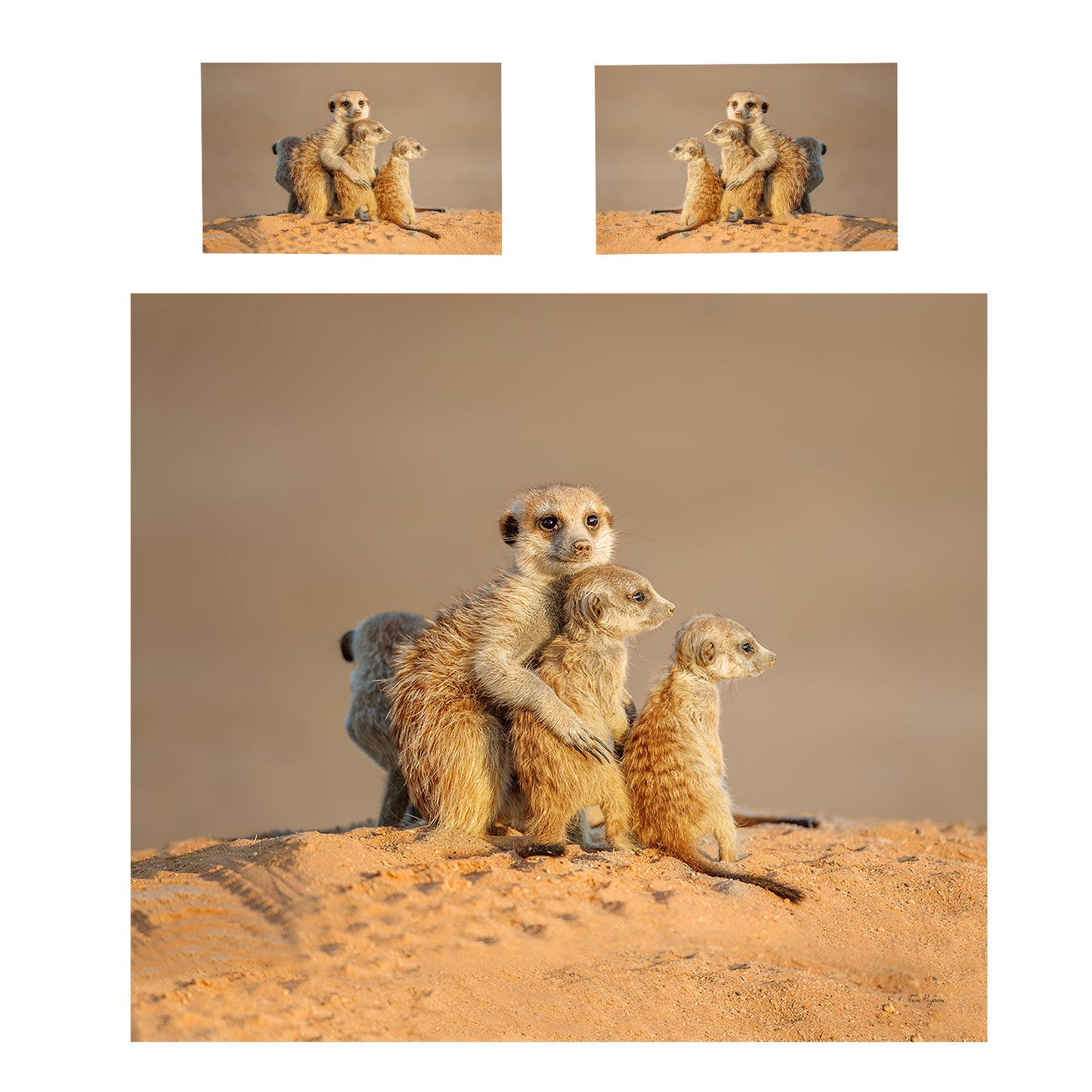 Kalahari Meerkat Duvet Cover Set by Fanie Heymans