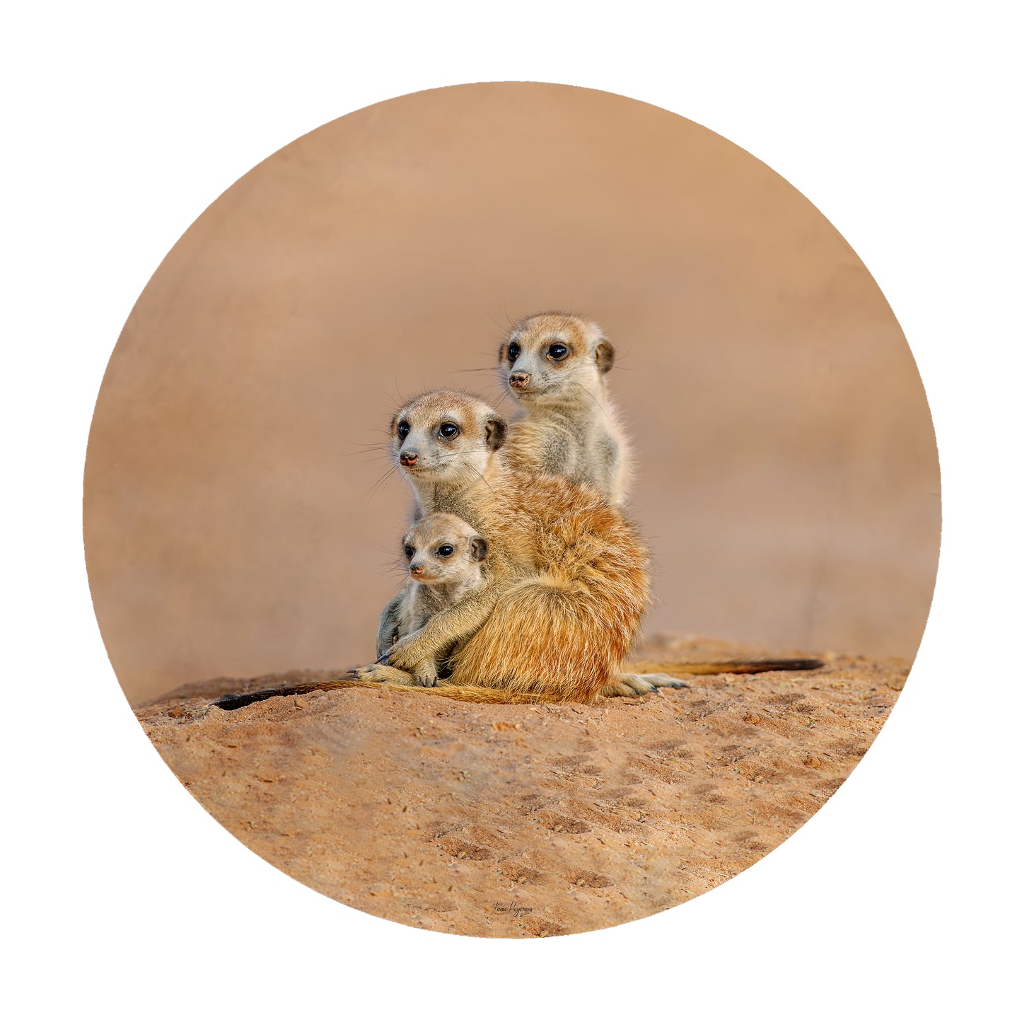 Kalahari Meerkat Family Round Tablecloth by Fanie Heymans