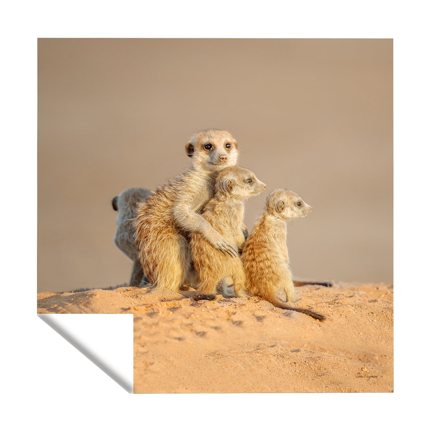 Kalahari Meerkat Square Tablecloth by Fanie Heymans