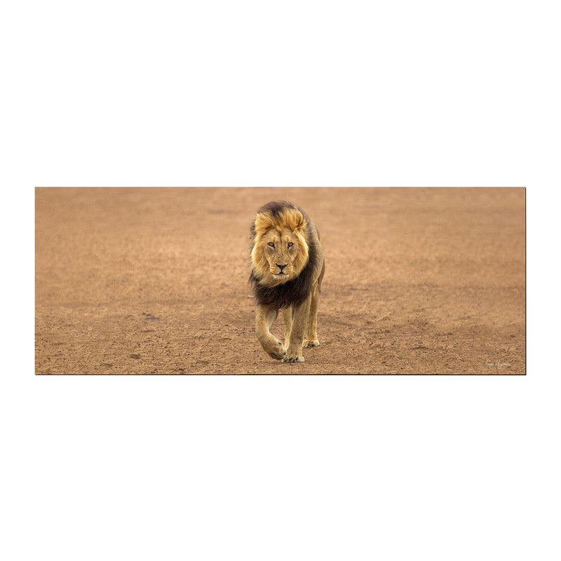 Kgalagadi Male Lion Desk Pad by Fanie Heymans
