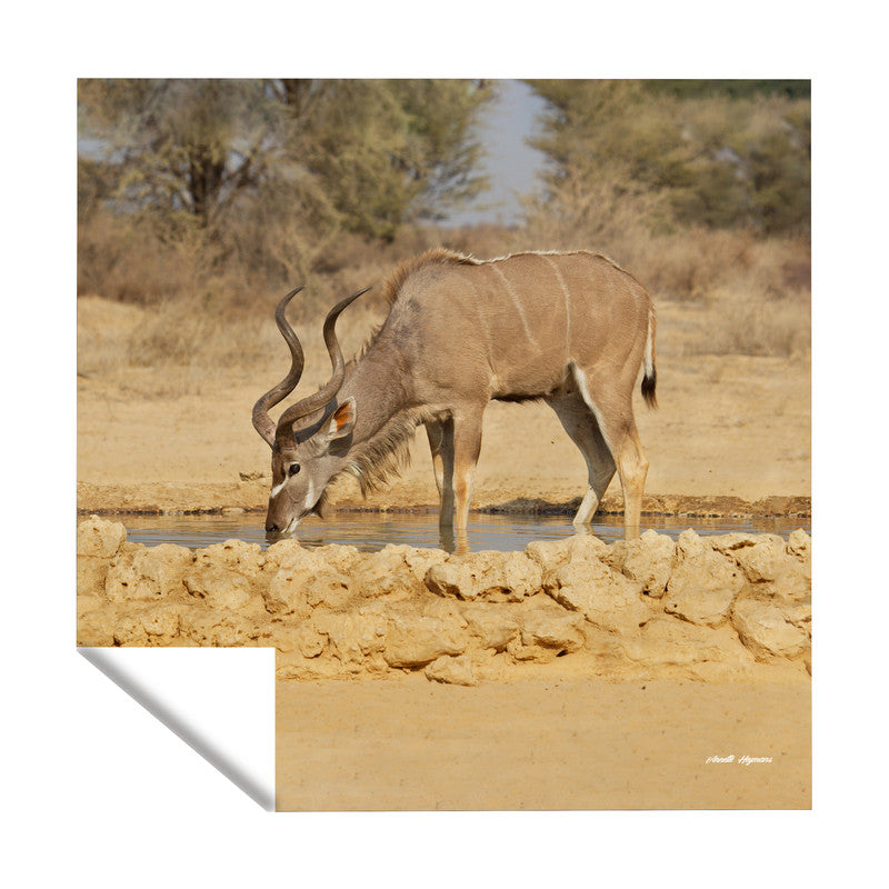 Kudu Bull Square Tablecloth by Annette Heymans