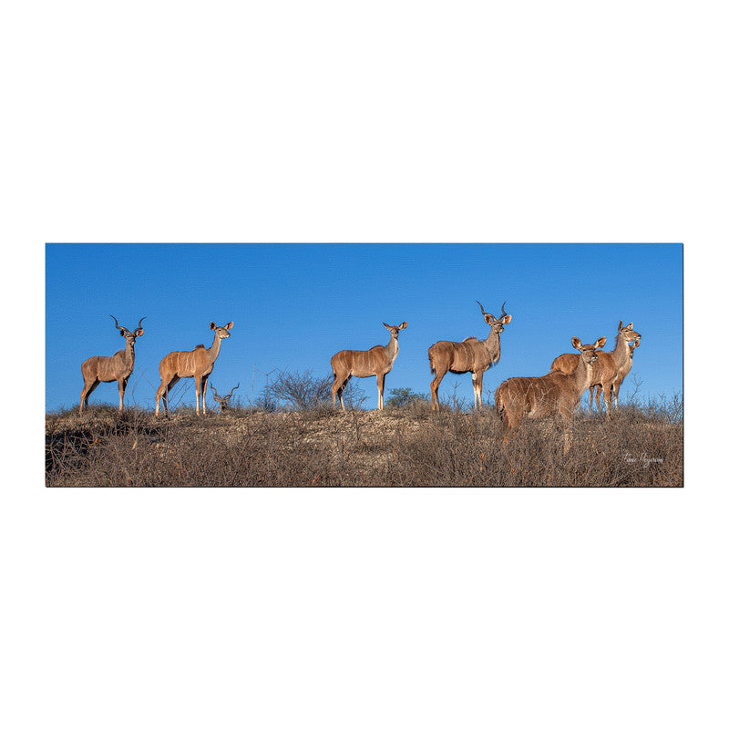 Kudu Herd Desk Pad by Fanie Heymans