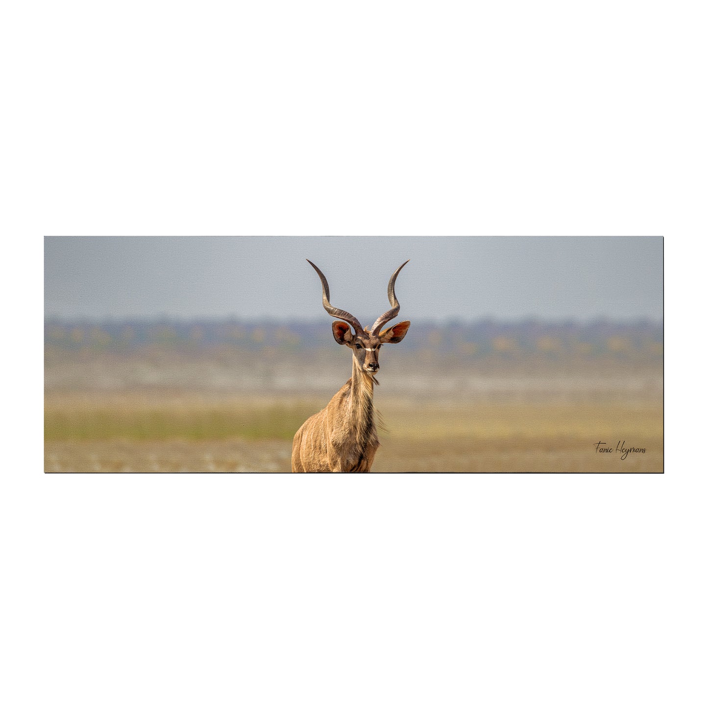Kudu Bull Desk Pad by Fanie Heymans