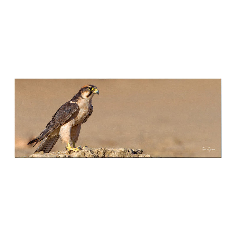 Lanner Falcon Edelvalk Large Desk Pad By Fanie Heymans