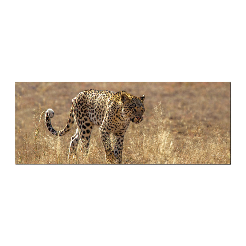 Leopard Luiperd Panthera Pardus Kgalagadi Panthera Leo Large Desk Pad By Fanie Heymans