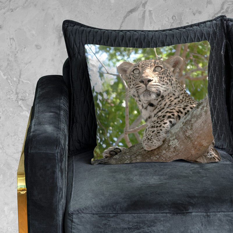 Leopard Stare Luxury Scatter by Ferdie Muller