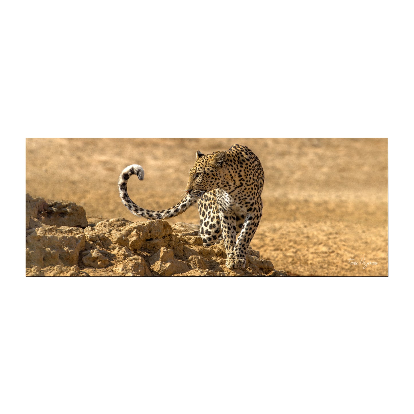Leopard Kgalagadi Large Desk Pad by Fanie Heymans