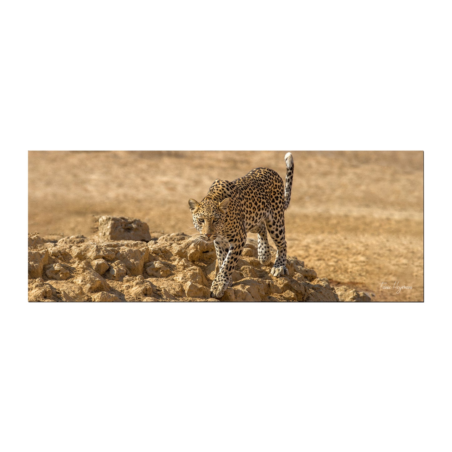 Leopard Stare Desk Pad by Fanie Heymans