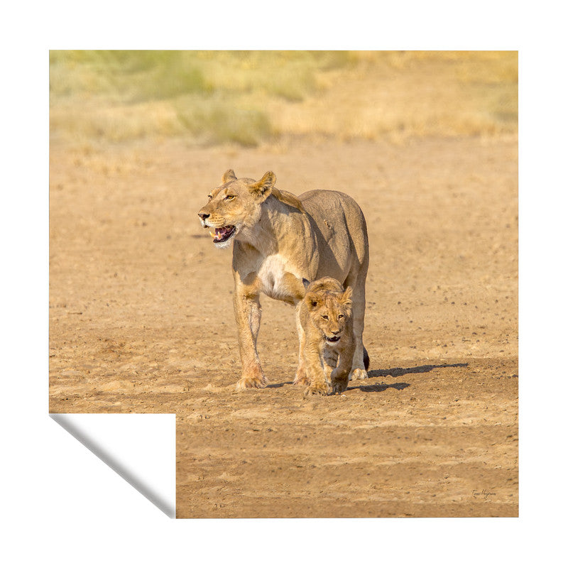 Lion Cub Square Tablecloth by Fanie Heymans