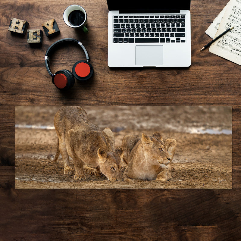 Lion Leeu Panthera Leo 11 Large Desk Pad By Fanie Heymans