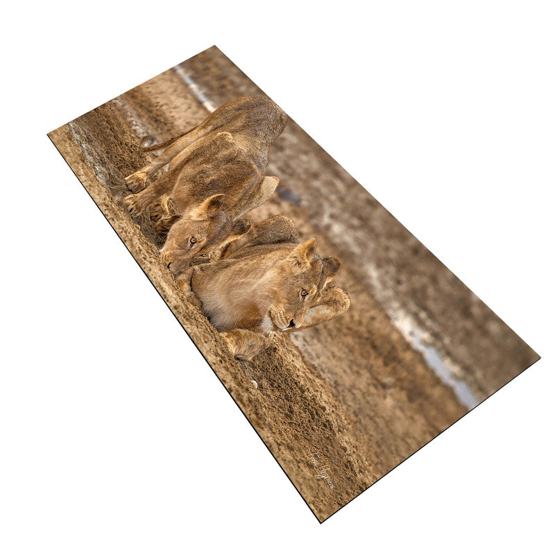 Lion Leeu Panthera Leo 11 Large Desk Pad By Fanie Heymans