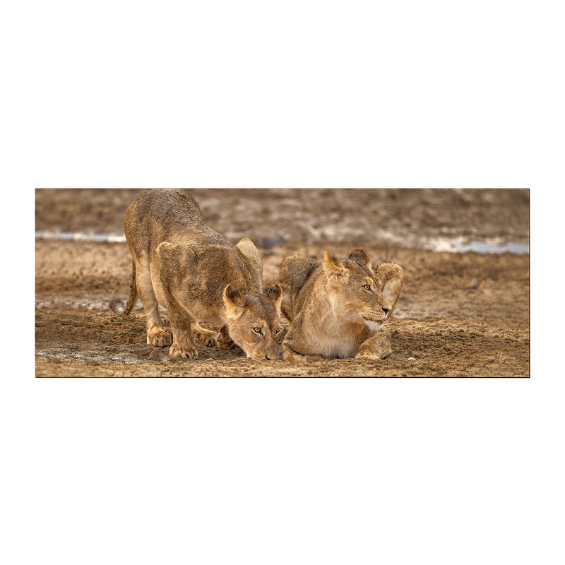 Lion Leeu Panthera Leo 11 Large Desk Pad By Fanie Heymans
