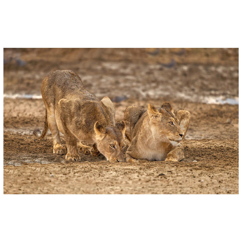 Lion by Fanie Heymans Rectangle Tablecloth