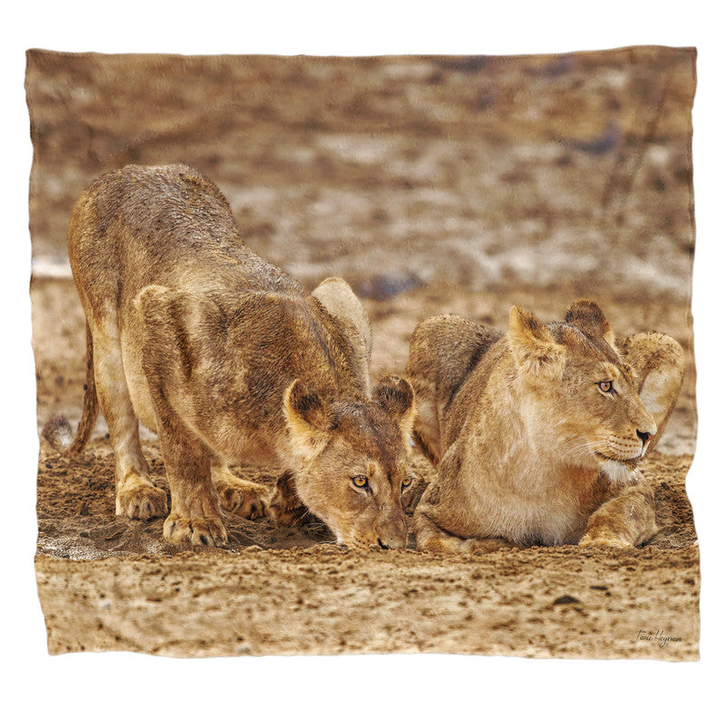 Lions Resting Light Weight Fleece Blanket By Fanie Heymans