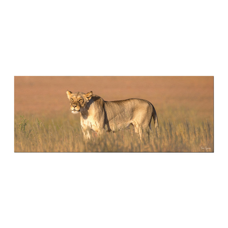 Lioness Kgalagadi Desk Pad by Fanie Heymans