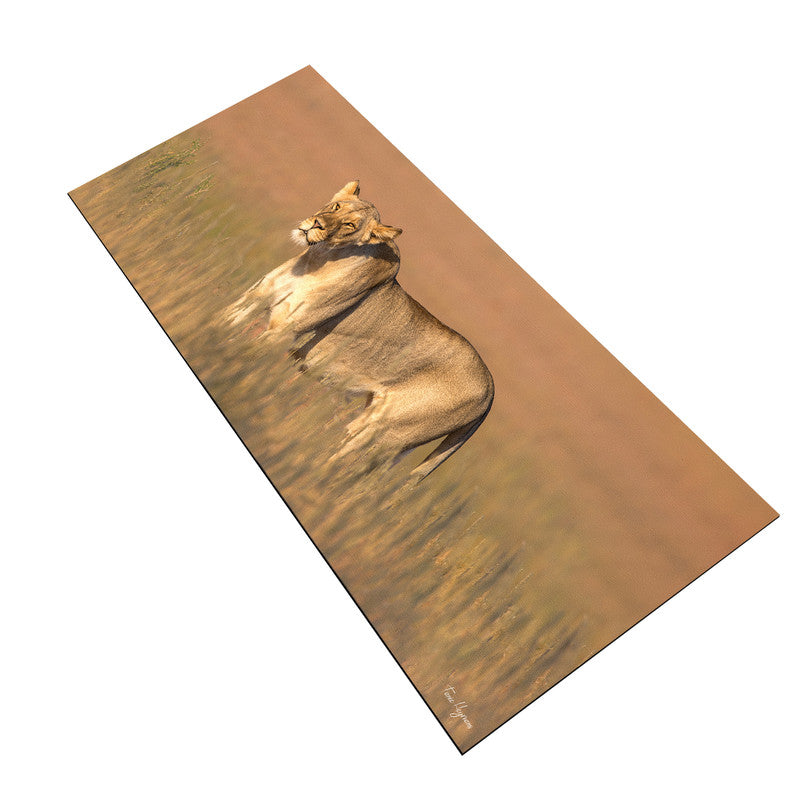 Lioness Kgalagadi Large Desk Pad by Fanie Heymans